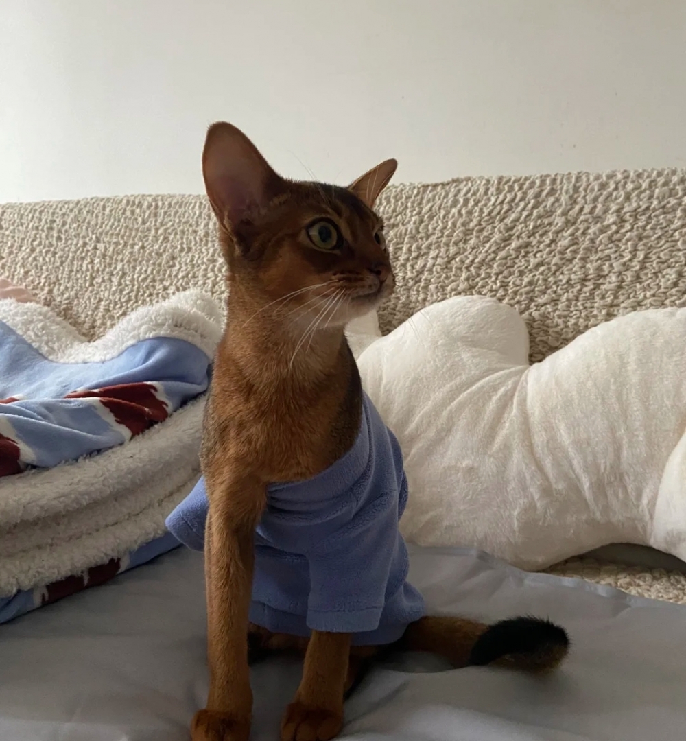 奴才：這是衷心的忠告欸