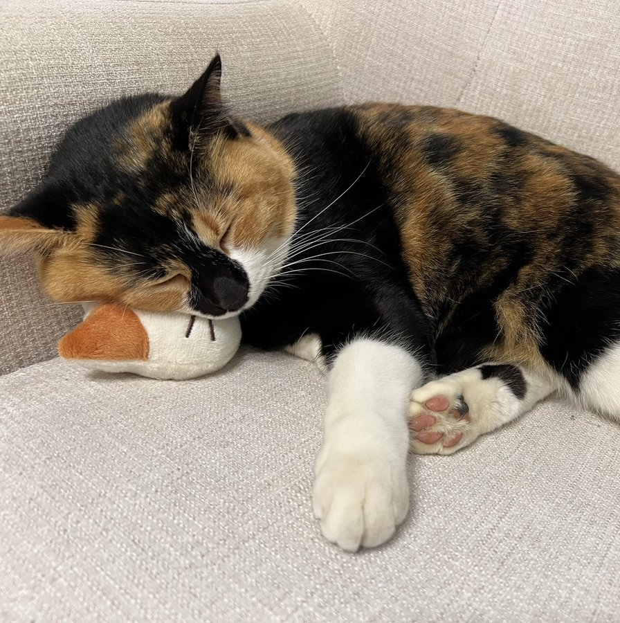 奴才：還可以當成小枕頭真不錯啊！