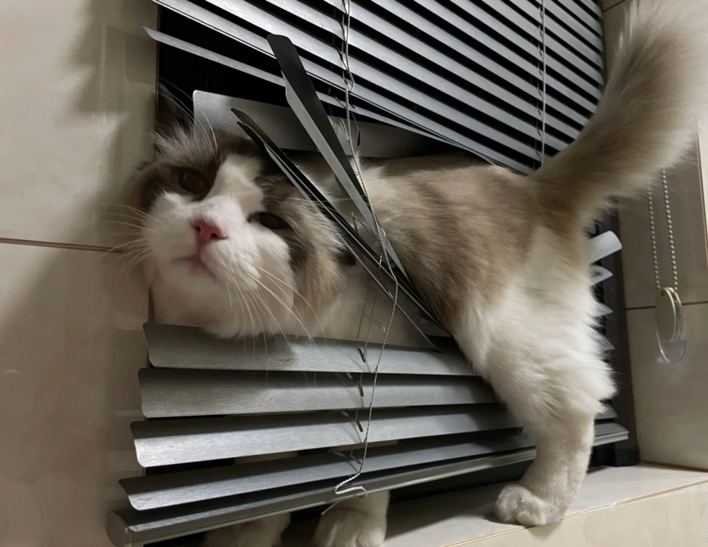 奴才：你信不信我等下讓你「屁股開花」！