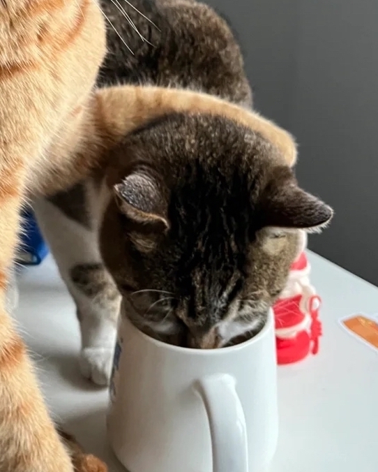 狸花喵：已經在喝了啦