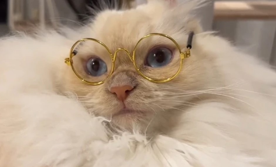 奴才：難得你會喜歡