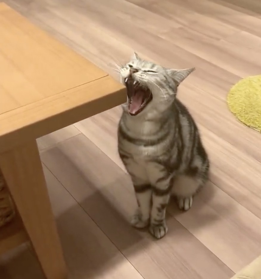 奴才：哇～你的嘴巴好大啊