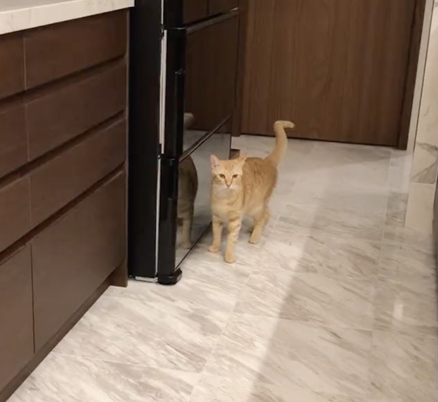 奴才：你還敢來要求喔