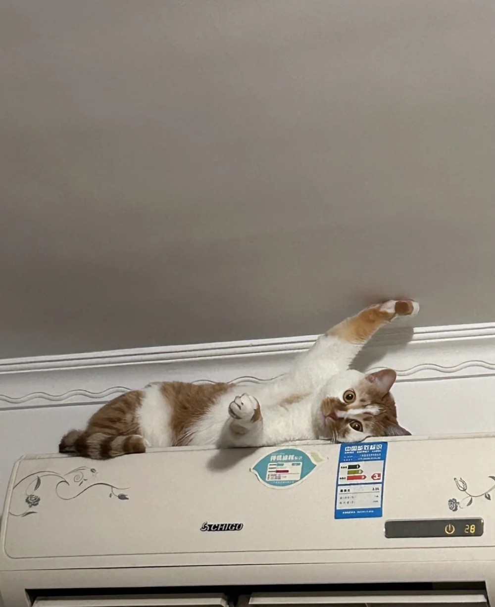 奴才：我比較怕你掉下來囉