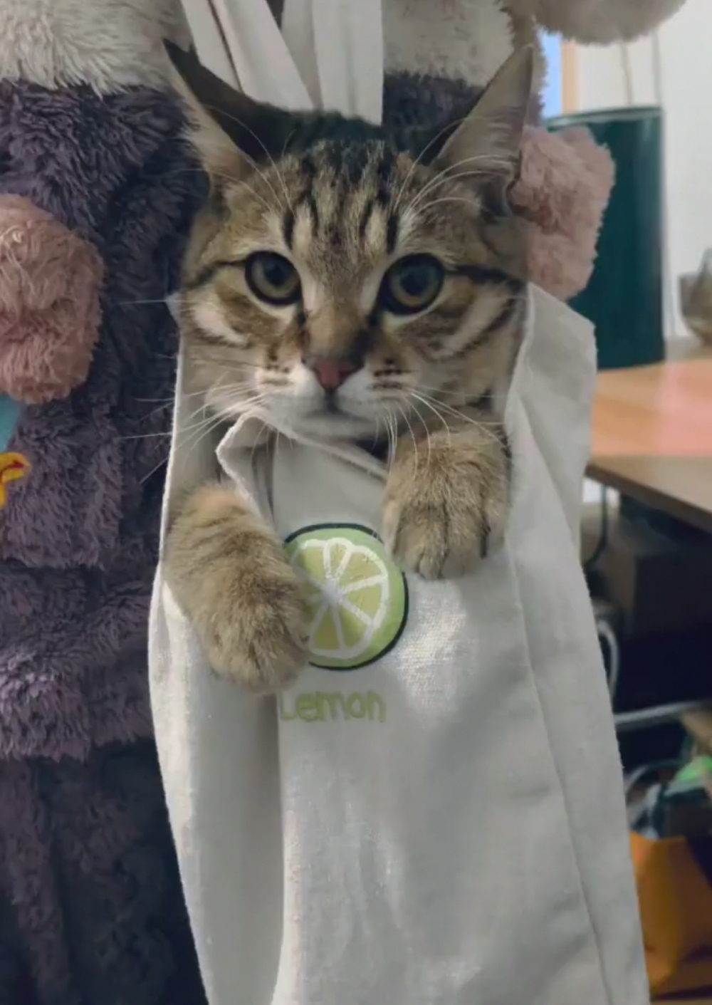 奴才：我早就看到你了