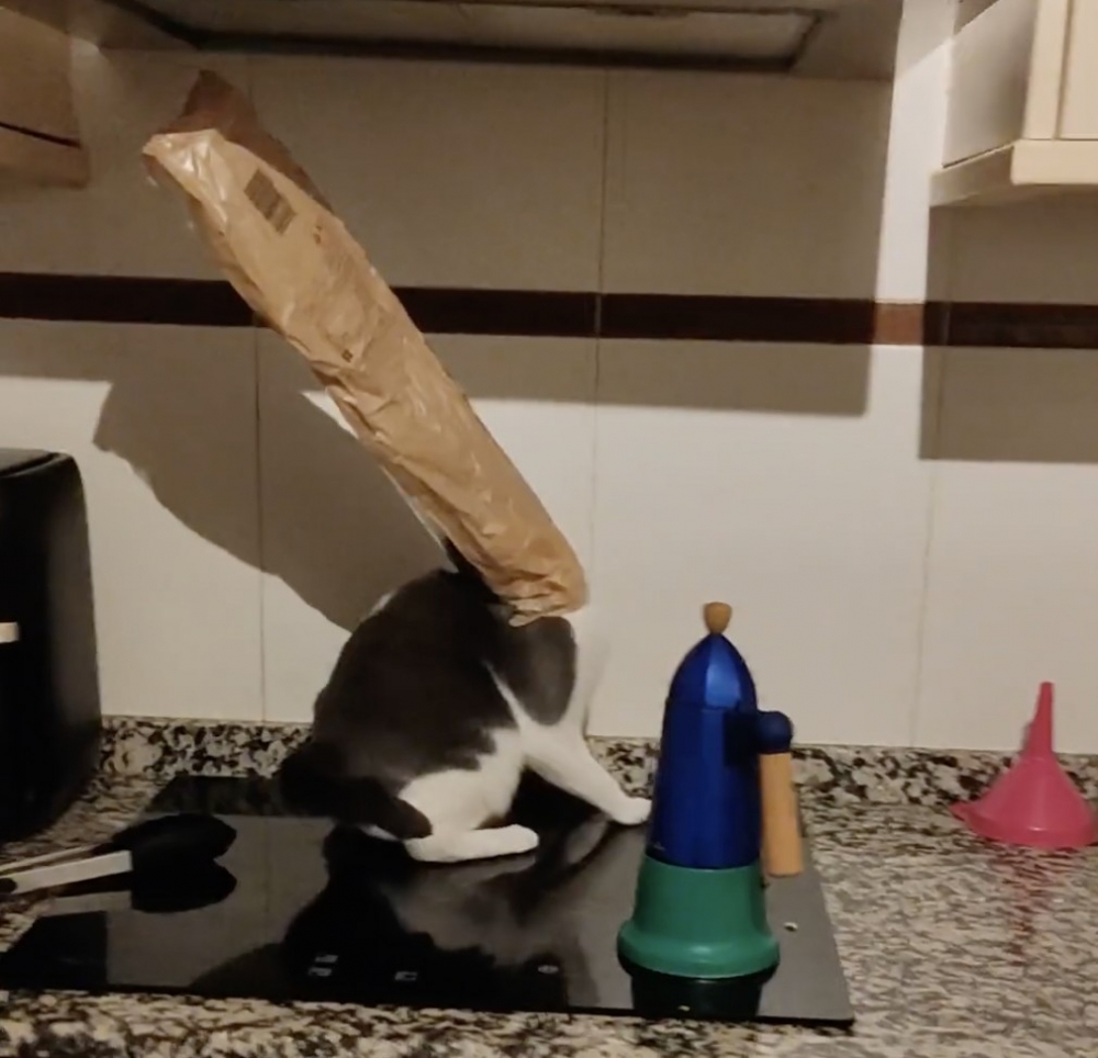奴才:你又在搞什麼名堂啊