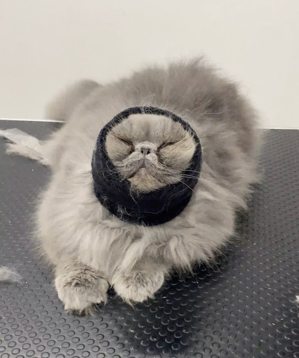 奴才：你可以自由活動的囉