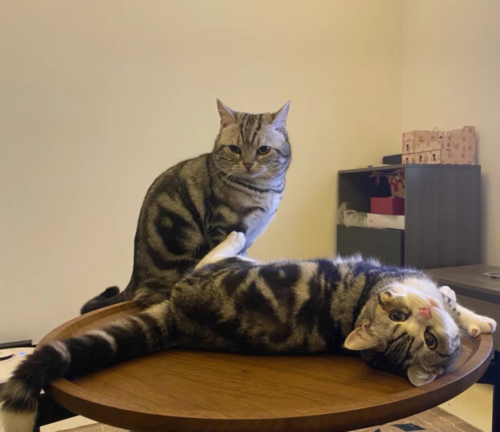 喵：當然，要的就是快准狠！