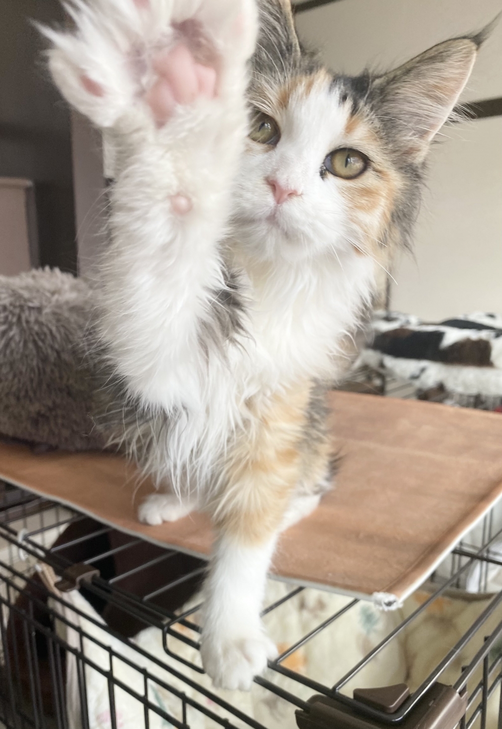 奴才：等我有空可以看著你們的時候就讓你們盡情貼貼吧～