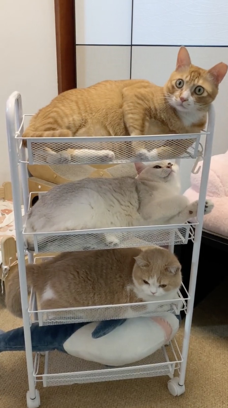 奴才：應該是不會啦～