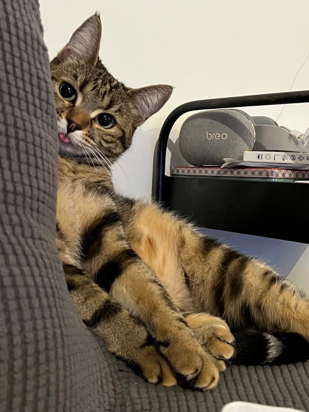 奴才：我一定會堅持到底噠！