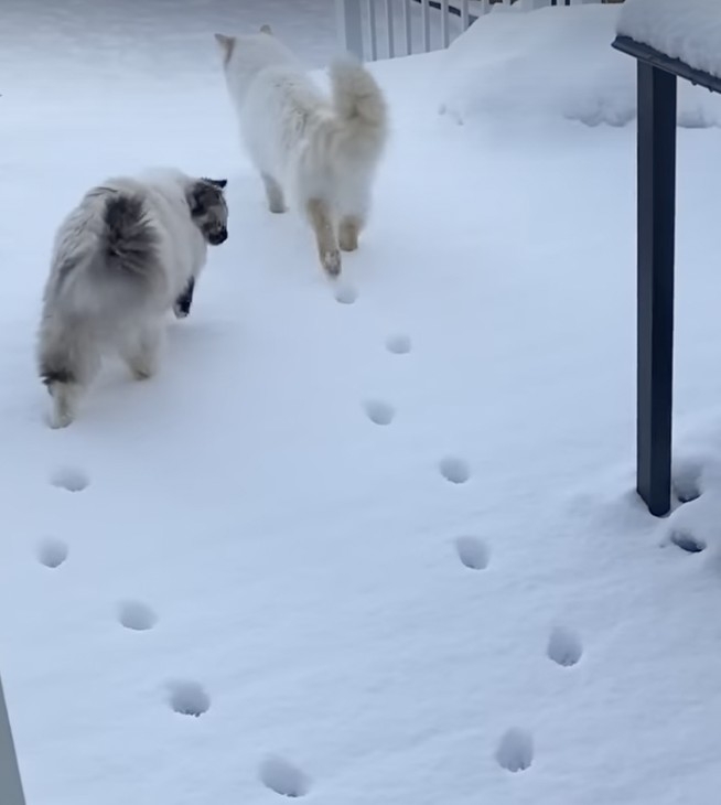 喵：人家性格不一樣啦！