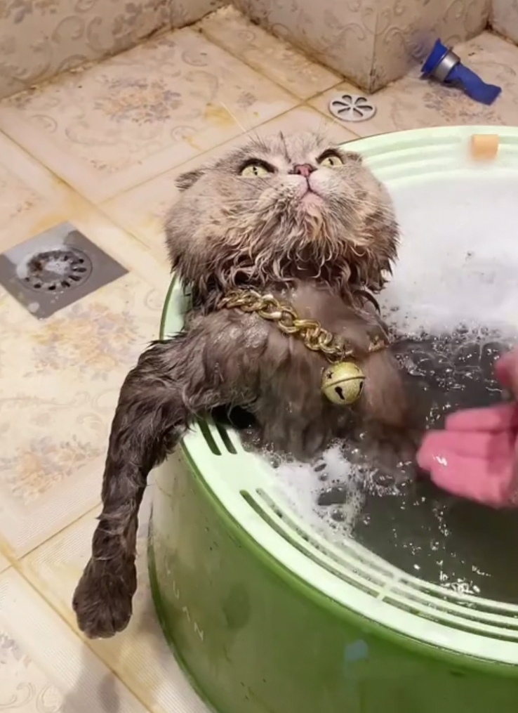 奴才：好的，馬上給您換水