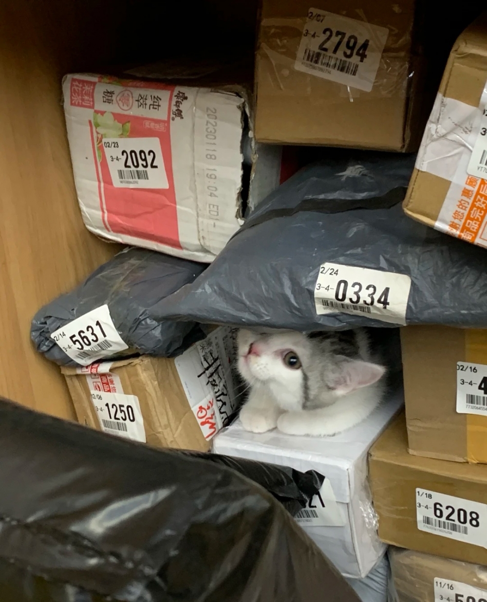 喵：還沒玩夠呢！