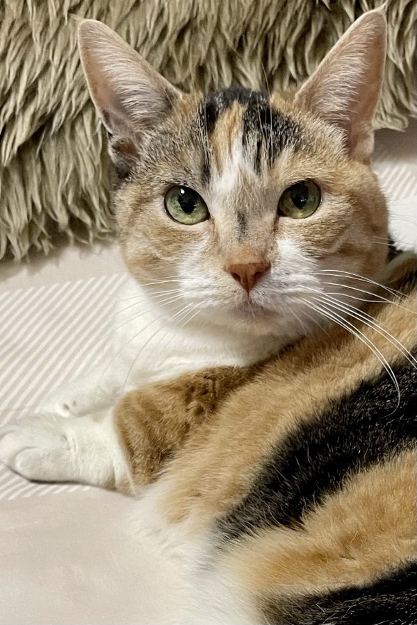 奴才：一定的啊！絕對沒有第二隻喵主子有這樣的待遇啦～