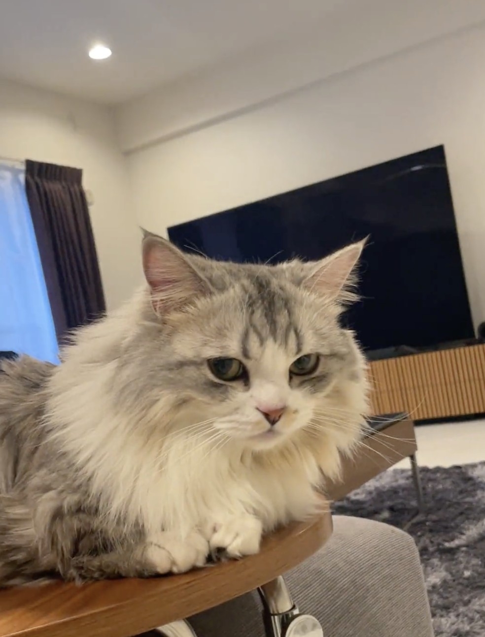 奴才：現在已經適應的差不多了