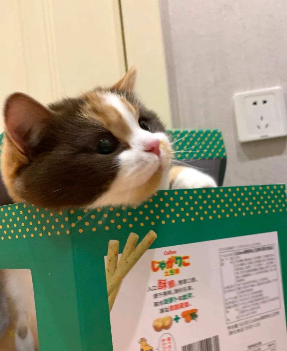 喵：躲好了，你找得到朕嗎？