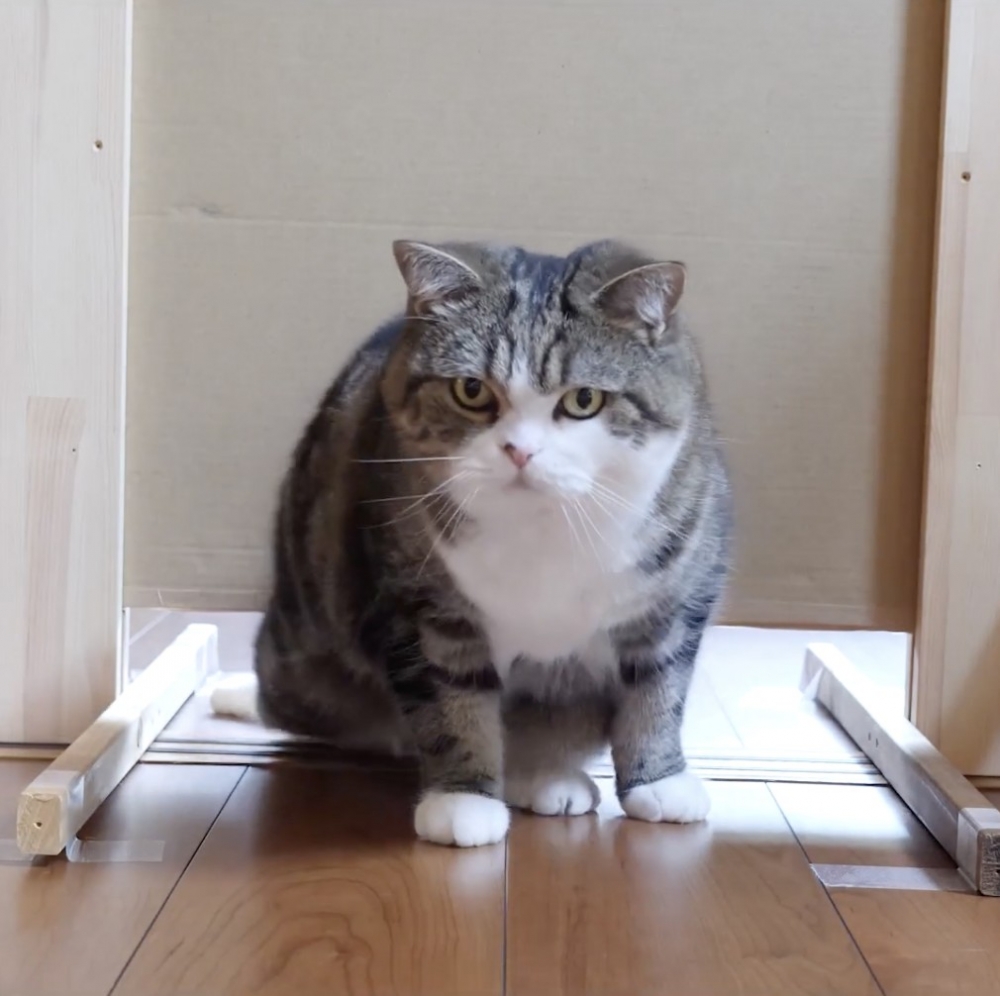 奴才：看來有點難度了呢～