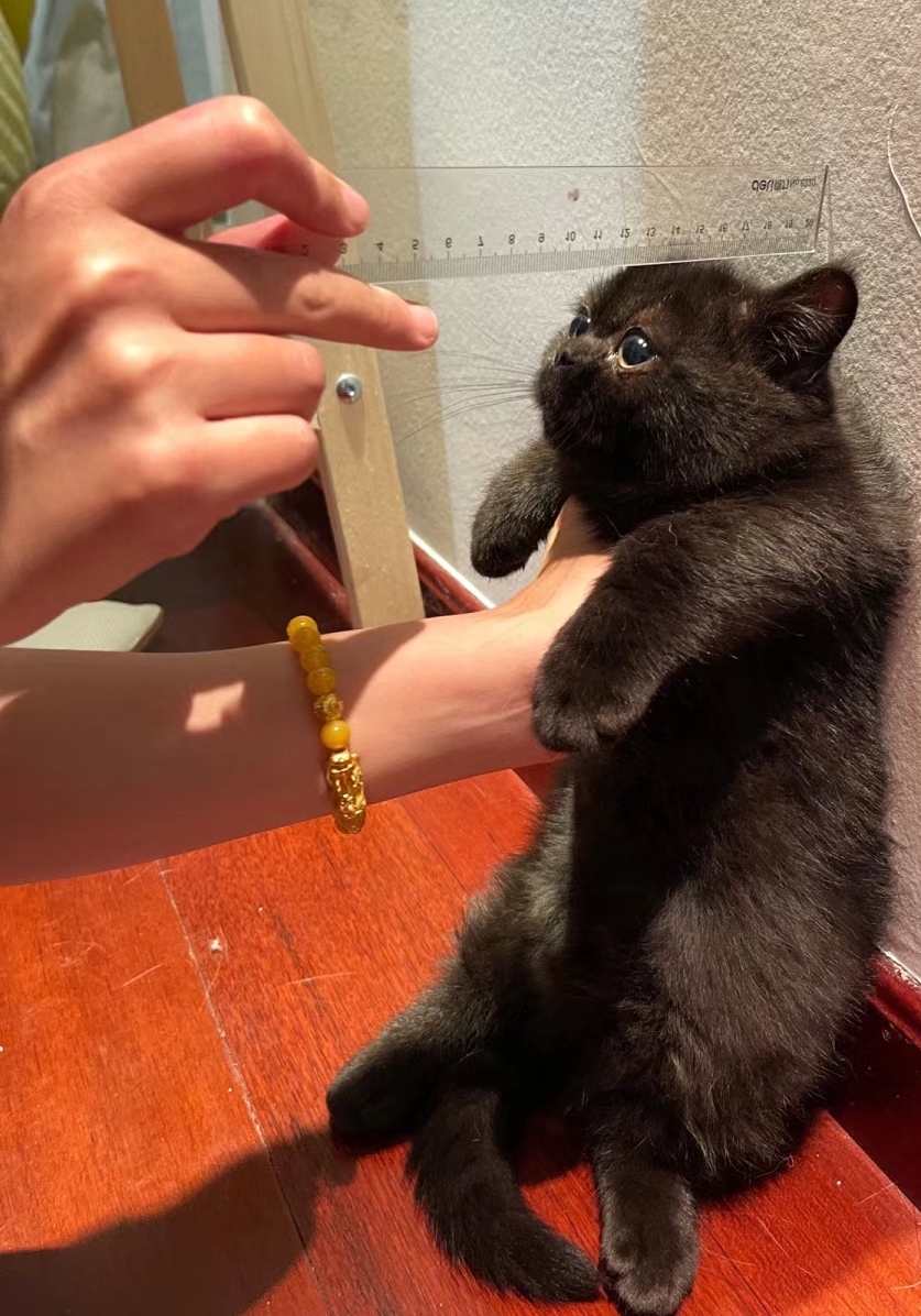 奴才:哇!又長高了喔