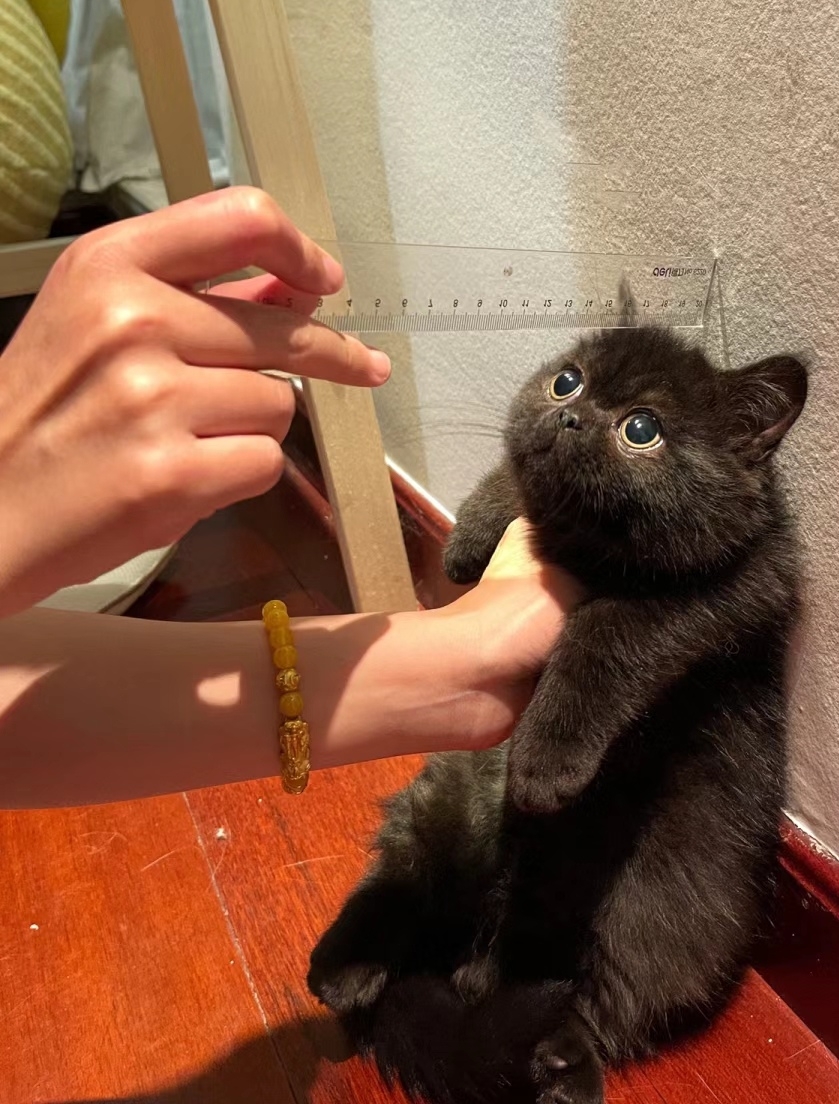 奴才:才剛開始而已捏