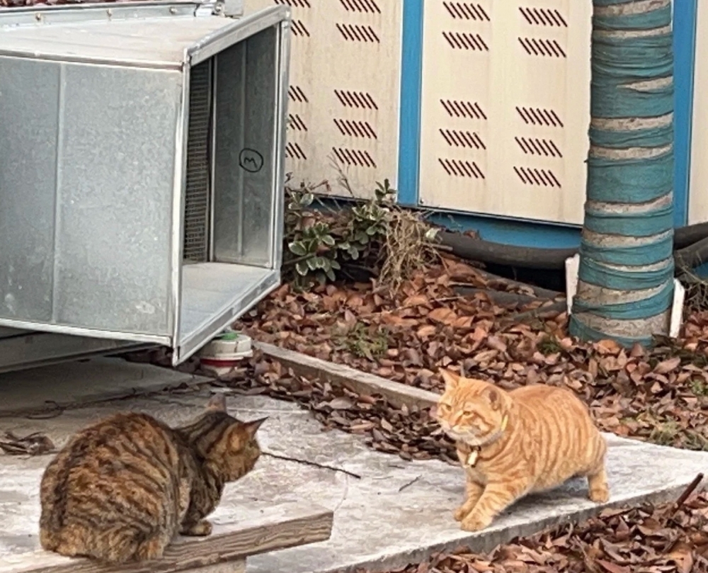 奴才：自己幾斤幾兩不清楚嗎？