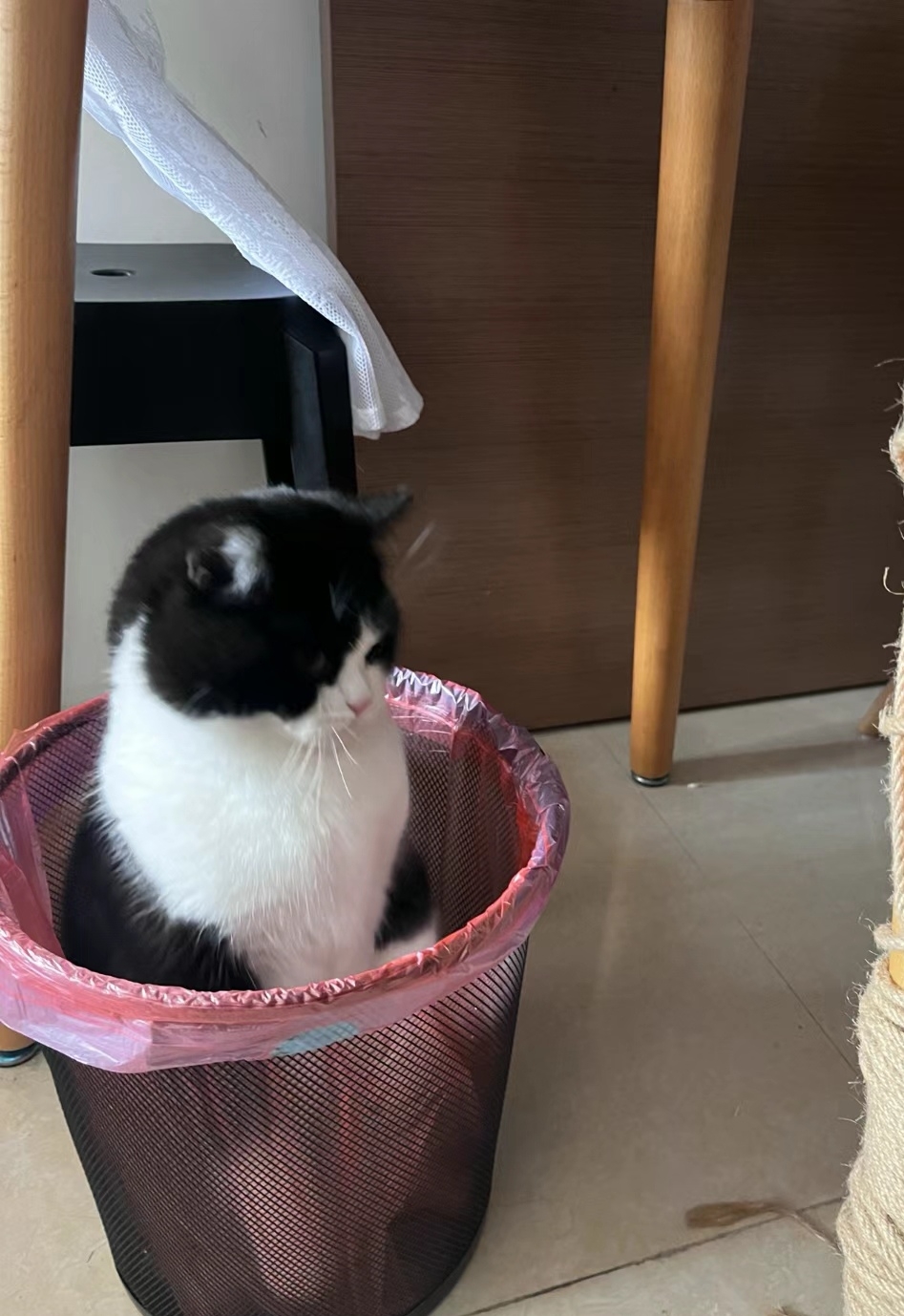 奴才：哎呦～你很高傲嘛！