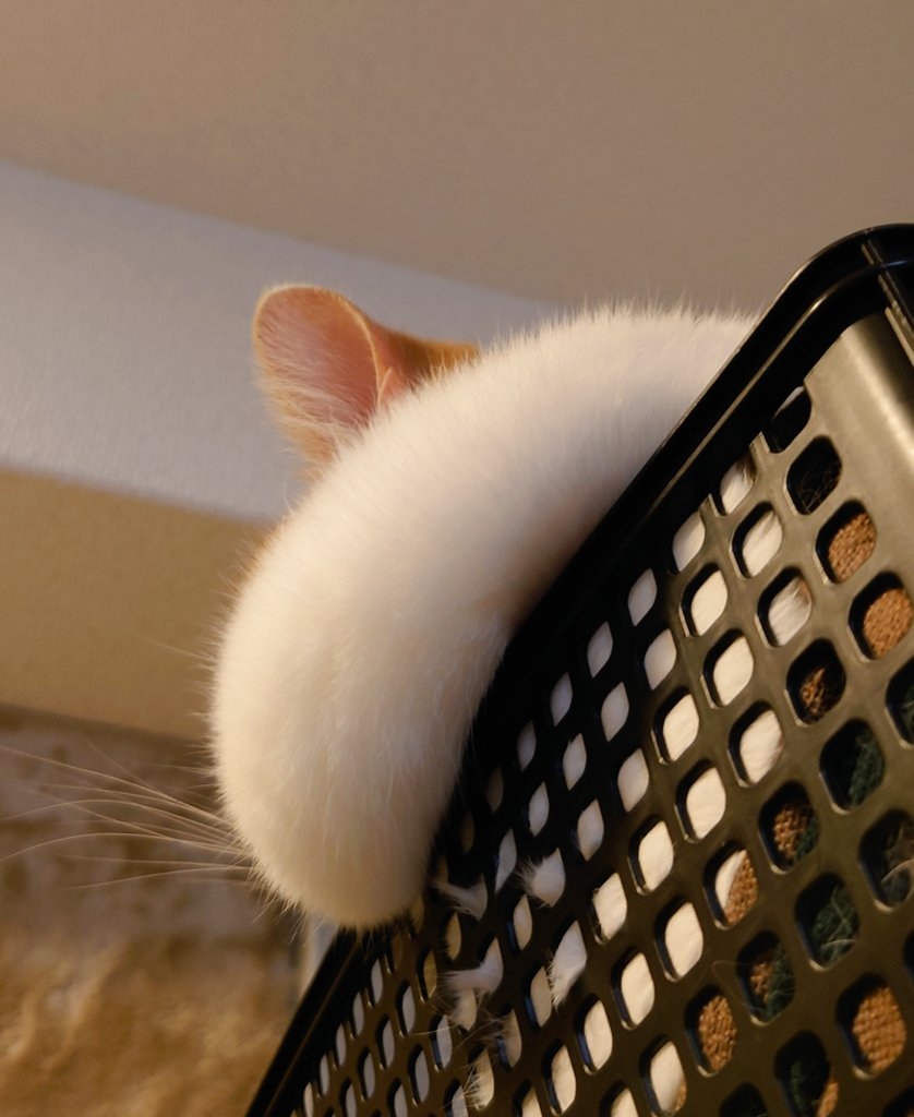 喵:不要以為朕不知道你在暗戳戳隱喻朕胖喔~