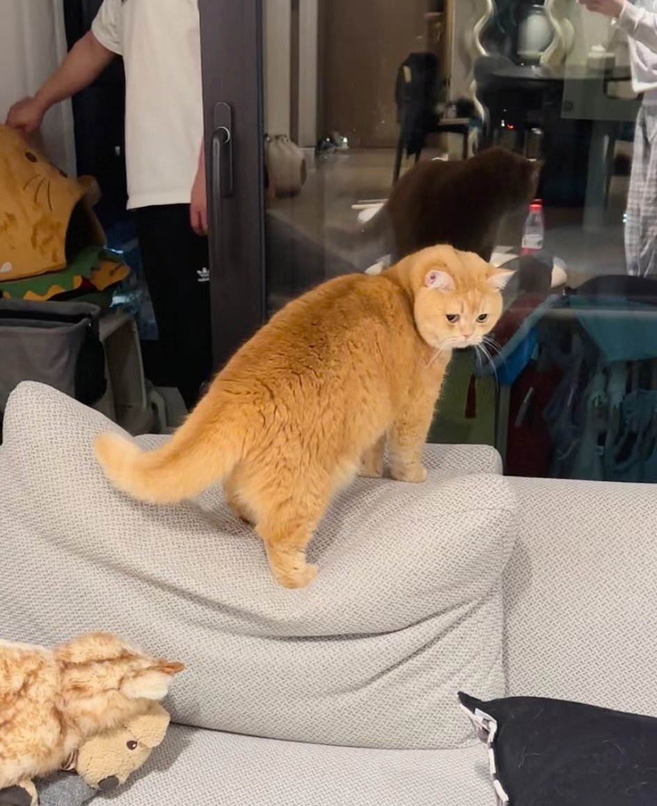 奴才：是玩鬧～這不叫欺負啦