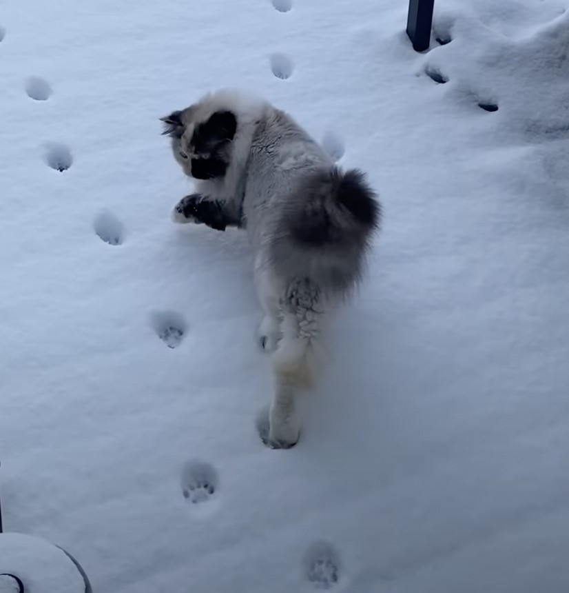 奴才：太冷了嗎？