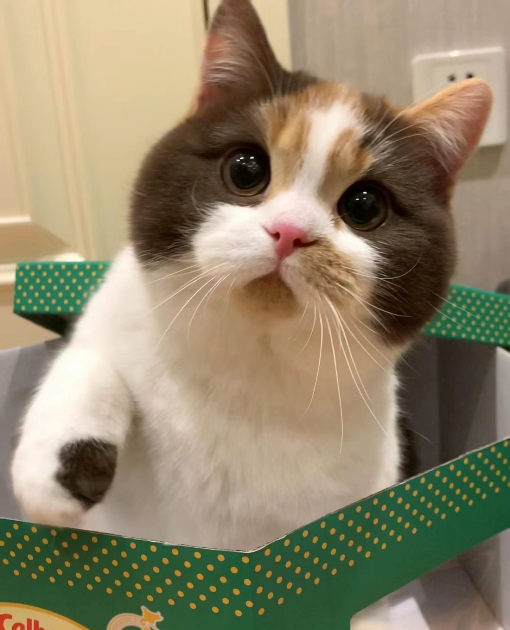 奴才：不行，我進不去啦！