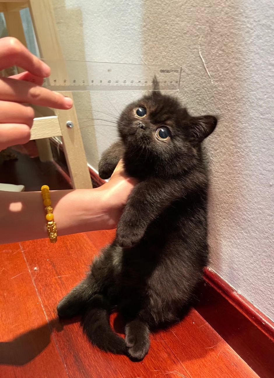 奴才:那你要站直才行啊