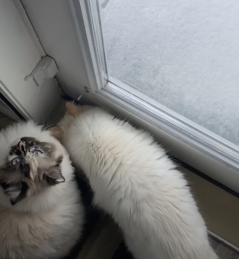 喵：是牠們兩個期待而已啦