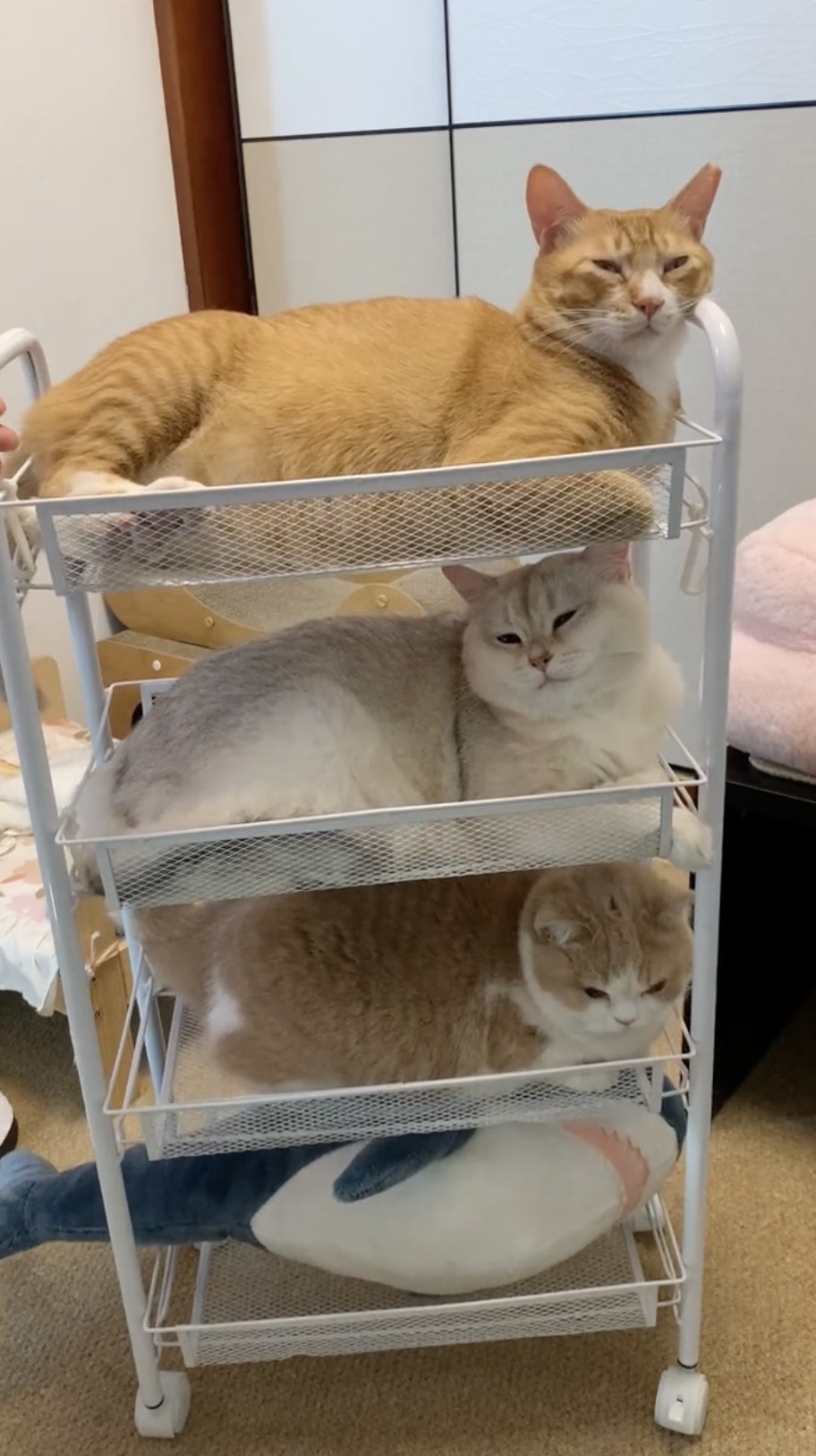 白喵：沒什麼！還好「胖」這個字朕還沒說出口