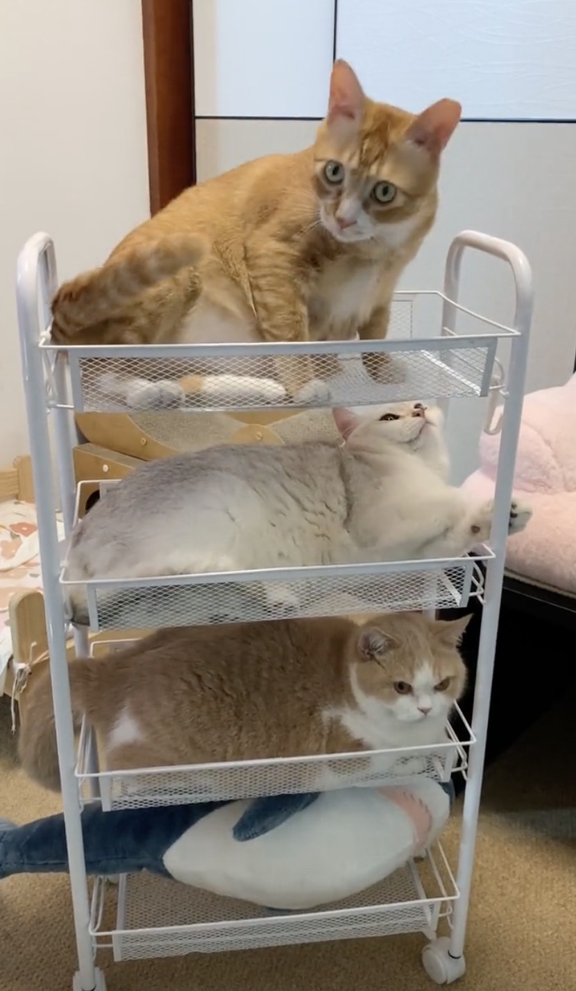 奴才：呀！剛剛晃動很大欸～