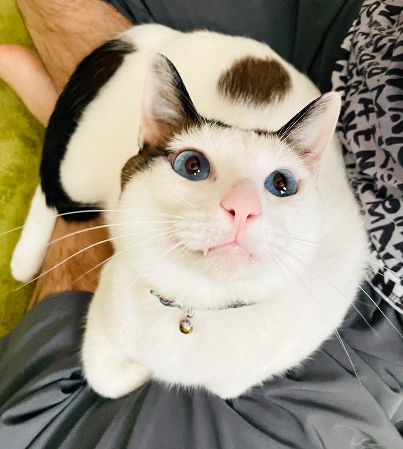 奴才：好吧～那我就相信你內心肯定是愛我的