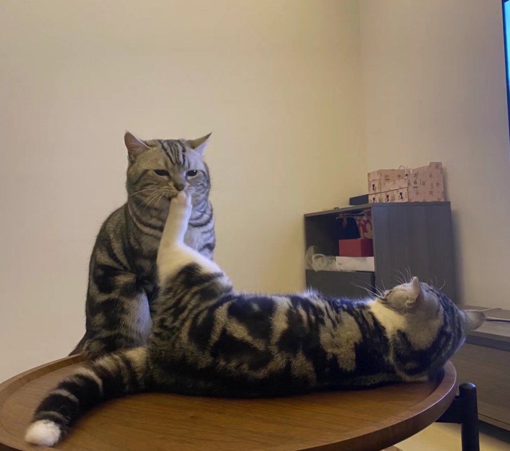 奴才：肯定就是你太吵了！