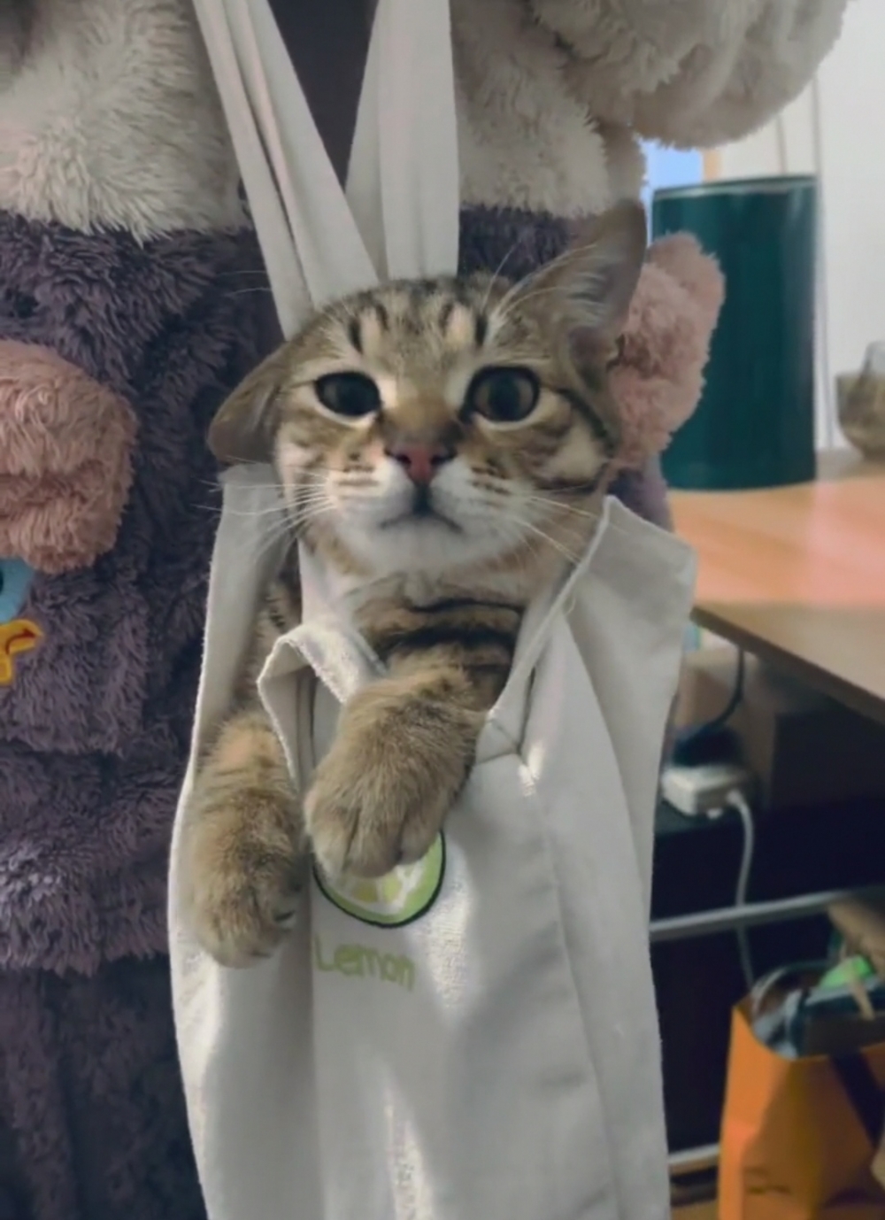 喵：嘻嘻！朕知道自己很可愛噠～