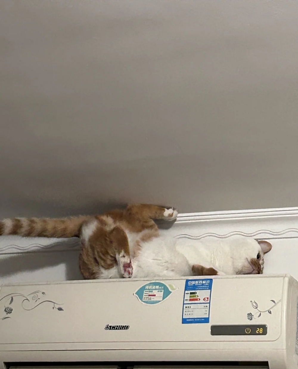 奴才：你是不是皮癢啊！