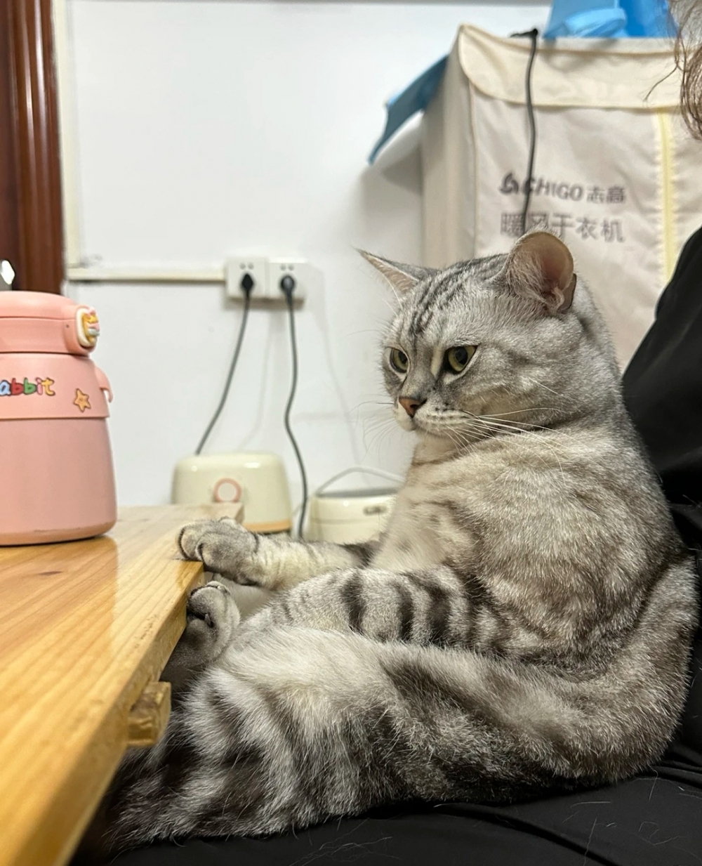 奴才：這個主意可以採納！