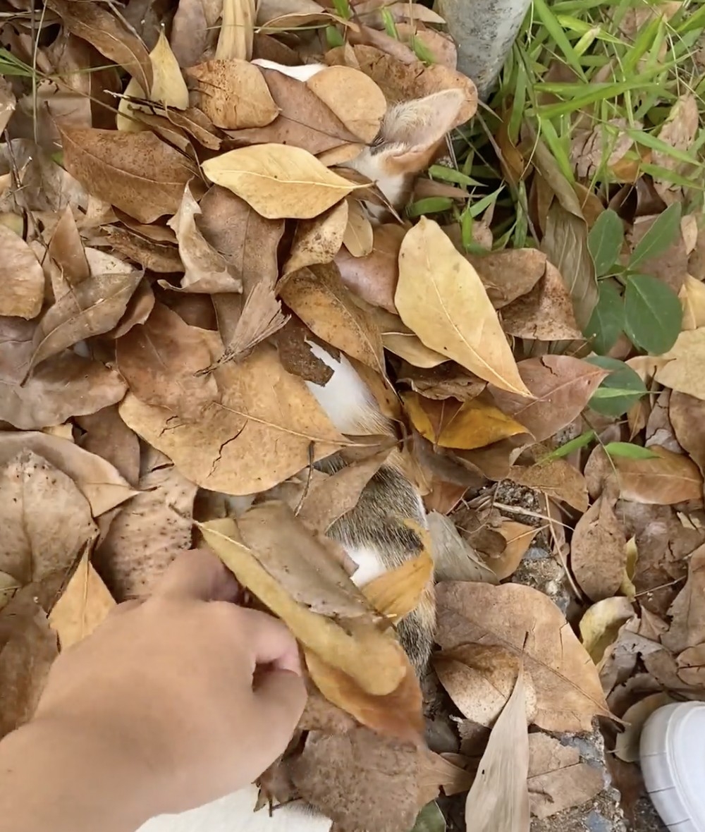 喵喵被樹葉隱藏了！