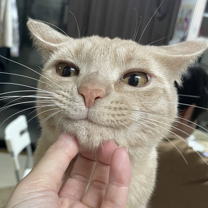 奴才：你的表情真的100分滿分囉