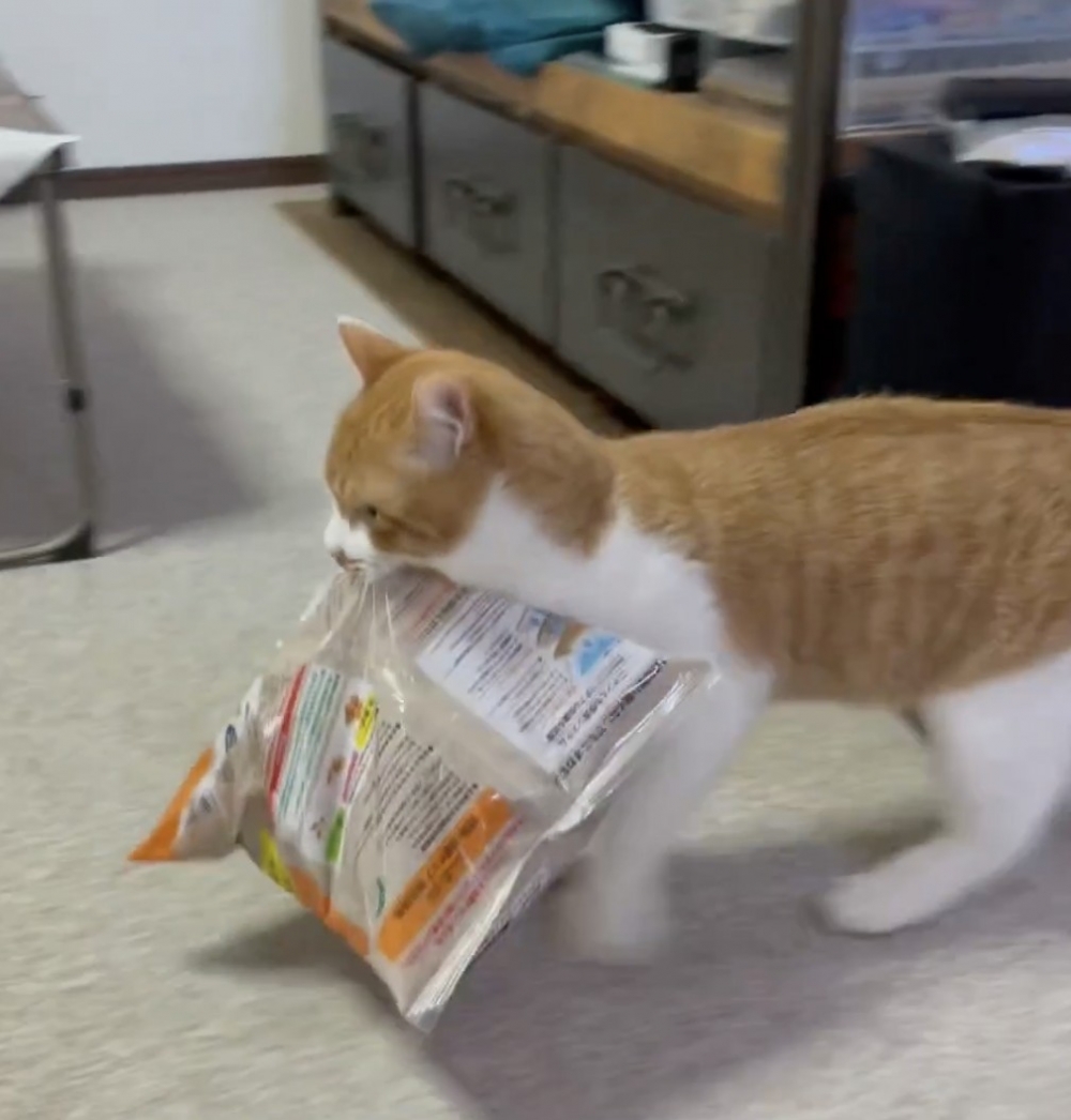 奴才：但是這一袋貓砂2.5公斤欸！