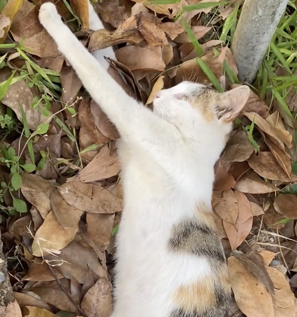 學生：還以為你不行了呢～