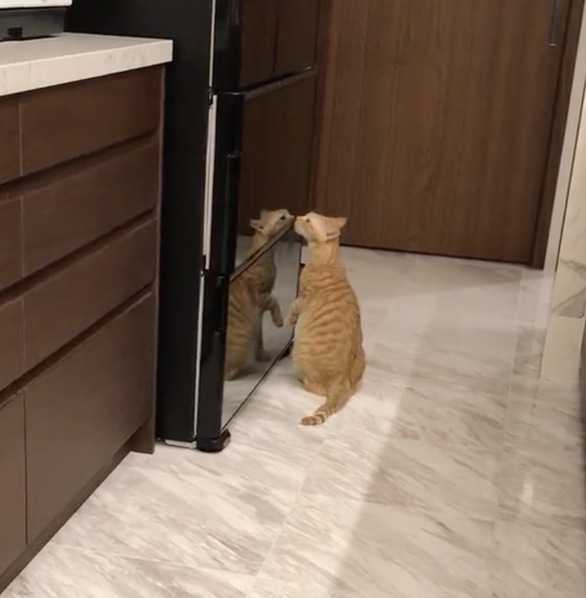 奴才：這就是事實啊～