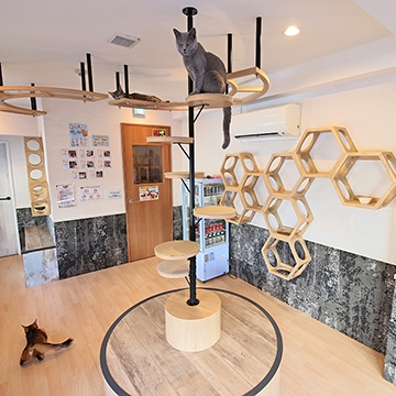 貓咖 空陸家 新宿三丁目店