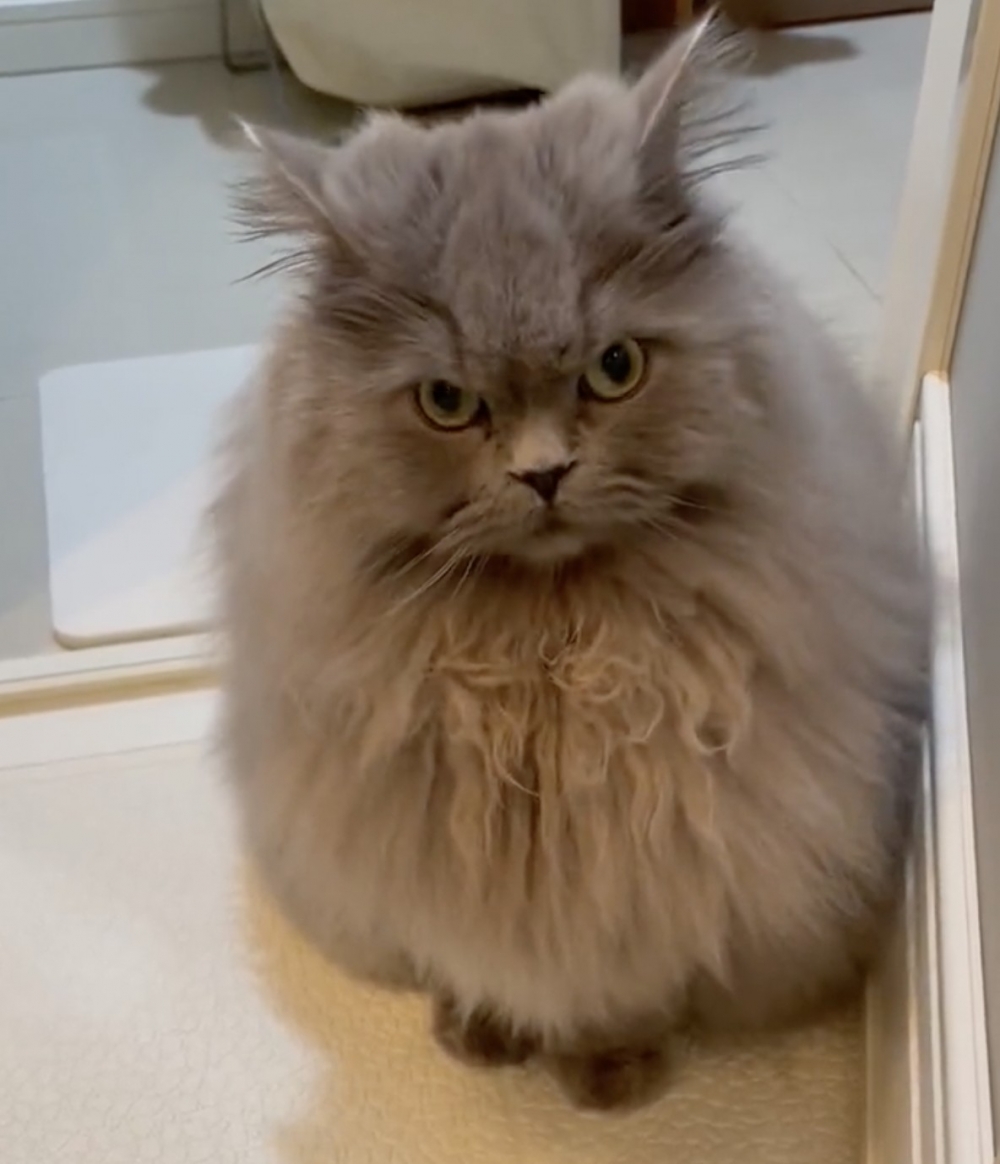 奴才：今天太忙所以才忘記的啦～