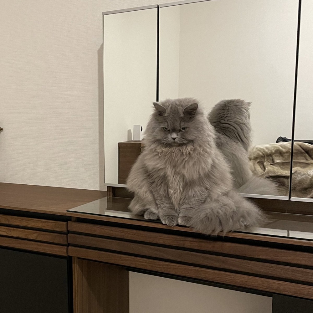 喵：朕考慮一下吧