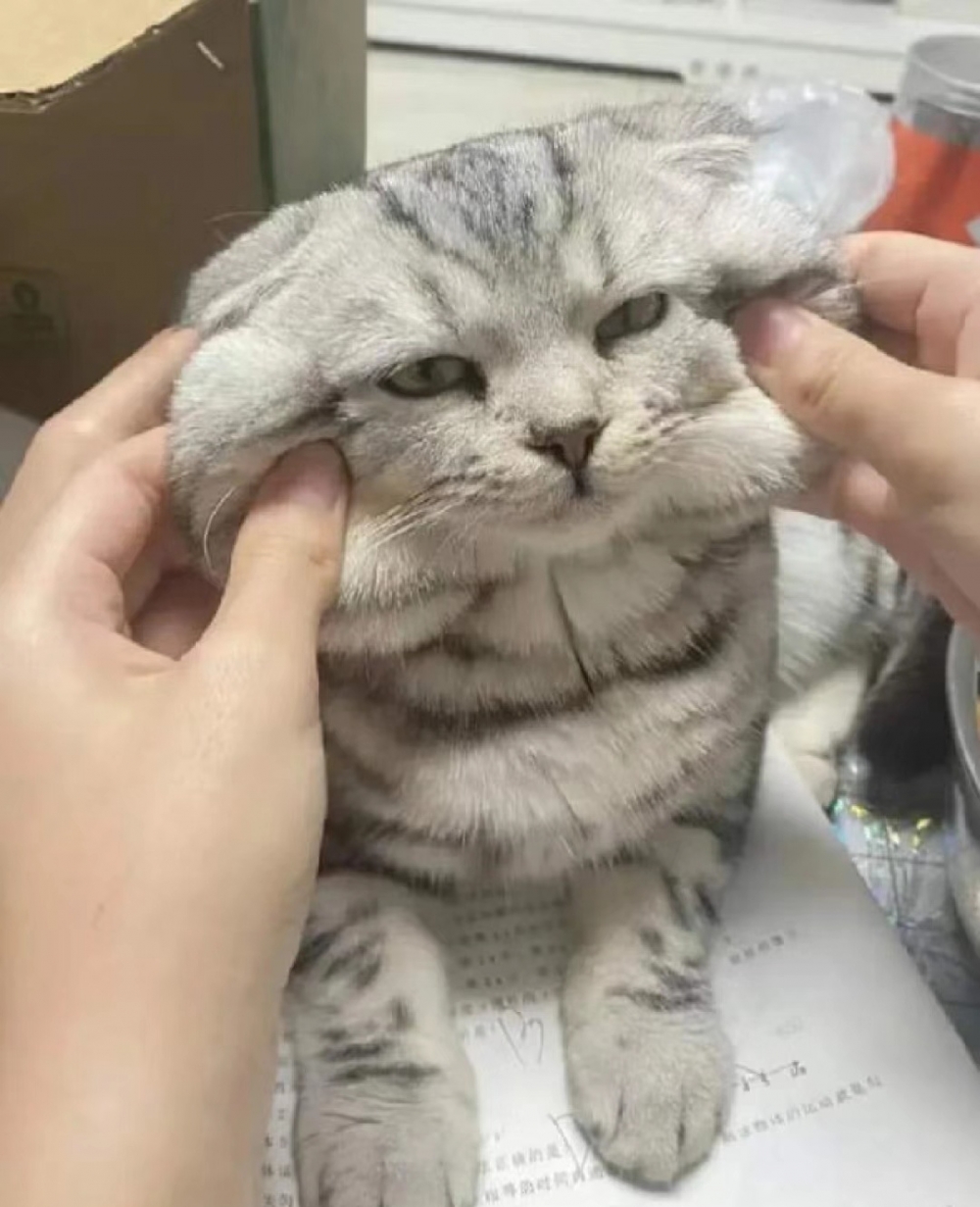 奴才:誰叫你來打擾我做作業