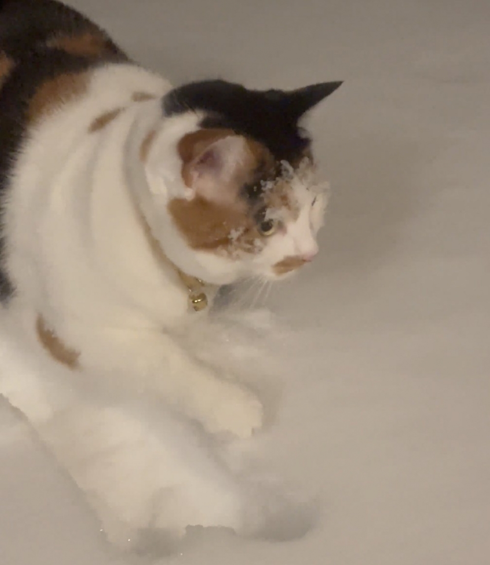 喵：笑什麼！這天氣讓朕出來幹嘛喔～