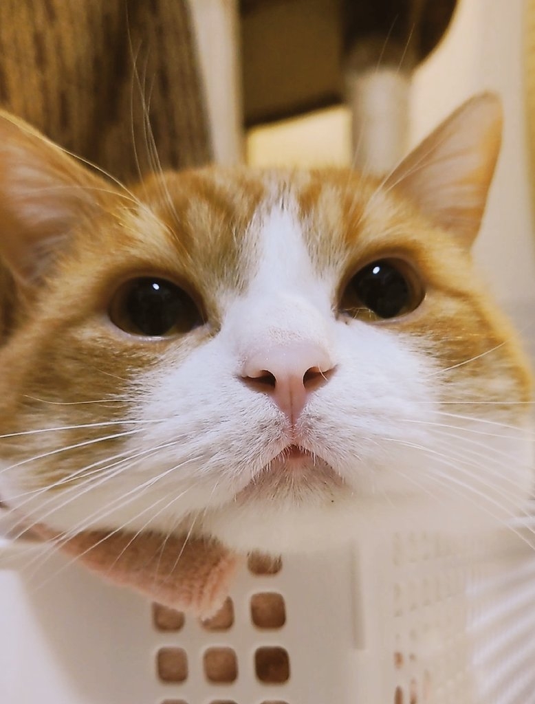 奴才:所以我很喜歡啊